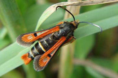 <i>Pyropteron chrysidiforme</i>
