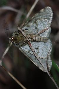 <i>Phigalia pilosaria</i>
