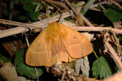 <i>Lasiocampa quercus</i>