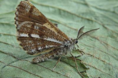 Bupalus piniaria