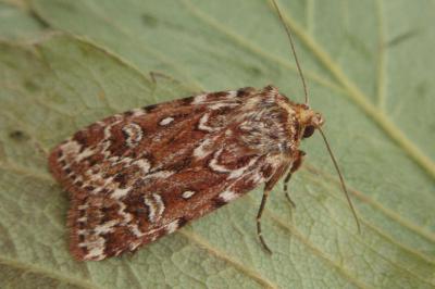 <i>Lycophotia porphyrea</i>