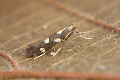 <i>Calybites phasianipennella</i>