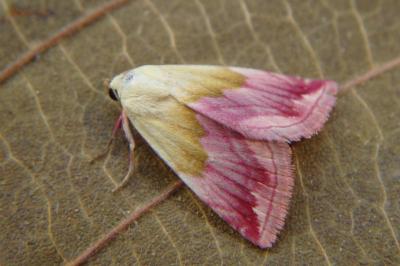 <i>Eublemma purpurina</i>