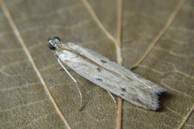 <i>Phycitodes</i>