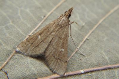 <i>Dolicharthria punctalis</i>