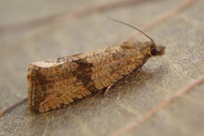 <i>Celypha striana</i>