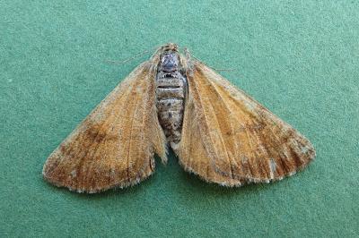 <i>Bupalus piniaria</i>