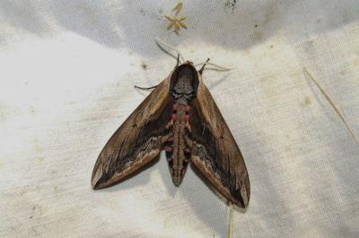 <i>Sphinx ligustri</i>