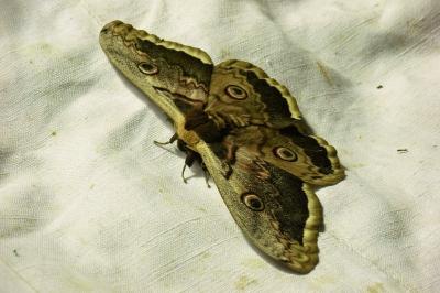 <i>Saturnia pyri</i>