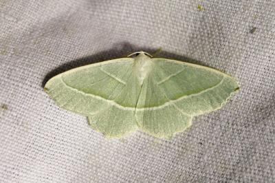 <i>Campaea margaritaria</i>