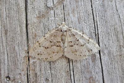 <i>Colostygia multistrigaria</i>