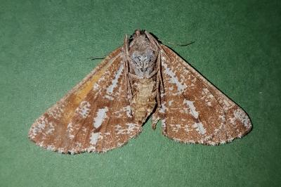 <i>Bupalus piniaria</i>