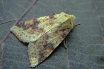 <i>Cirrhia icteritia</i>