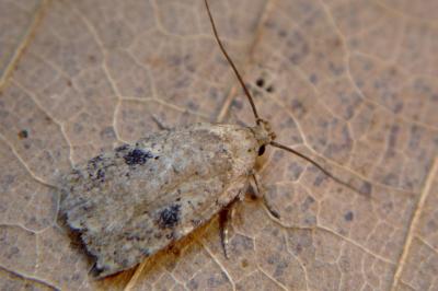 <i>Agonopterix propinquella</i>