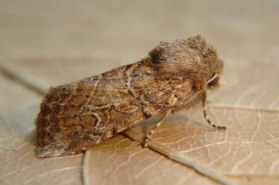 <i>Luperina dumerilii</i>