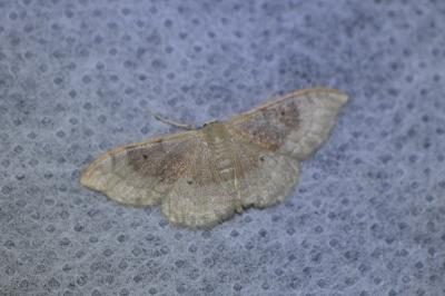 <i>Idaea degeneraria</i>