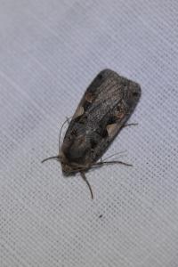 <i>Xestia c-nigrum</i>