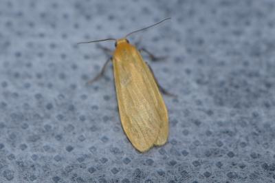 <i>Wittia sororcula</i>