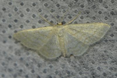 <i>Idaea subsericeata</i>