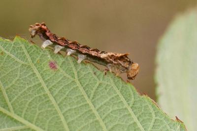 <i>Thyatira batis</i>
