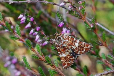<i>Anarta myrtilli</i>