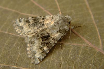 <i>Hecatera bicolorata</i>