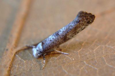 <i>Paraswammerdamia albicapitella</i>