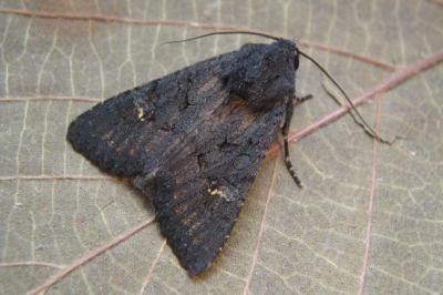 <i>Aporophyla nigra</i>