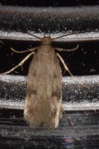 <i>Borkhausenia nefrax</i>