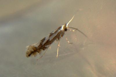 <i>Phyllonorycter</i>