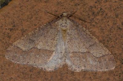 <i>Phigaliohybernia marginaria</i>