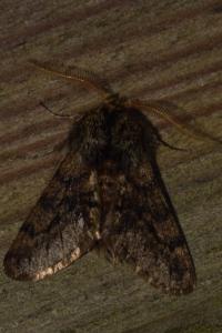 <i>Apocheima hispidaria</i>