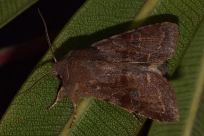 <i>Orthosia incerta</i>