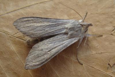 <i>Cucullia umbratica</i>