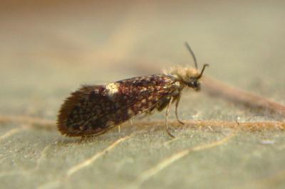<i>Eriocrania salopiella</i>