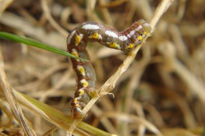 <i>Chiasmia aestimaria</i>