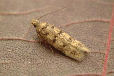 <i>Bryotropha</i>