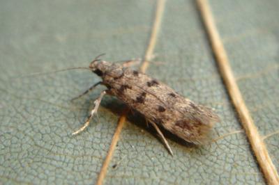 <i>Bryotropha</i>