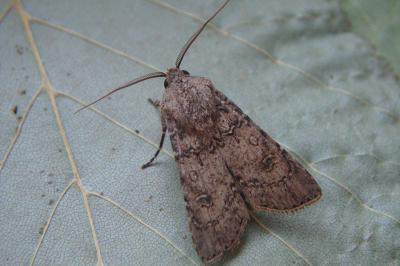 <i>Agrotis segetum</i>