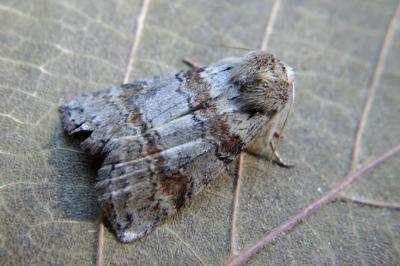 <i>Cymatophorina diluta</i>