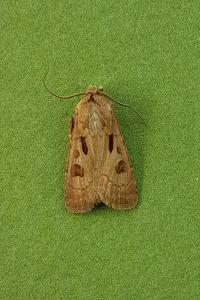 <i>Agrotis exclamationis</i>