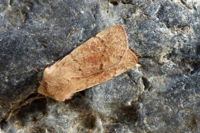 <i>Orthosia cruda</i>