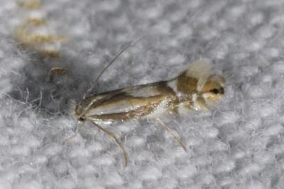 <i>Phyllonorycter rajella</i>
