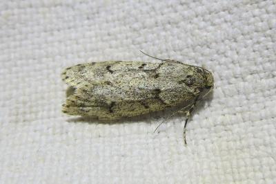 <i>Diurnea fagella</i>