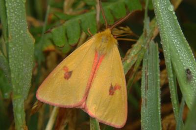 <i>Diacrisia sannio</i>