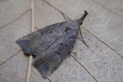 <i>Hypena rostralis</i>