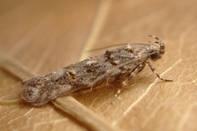 <i>Teleiopsis diffinis</i>