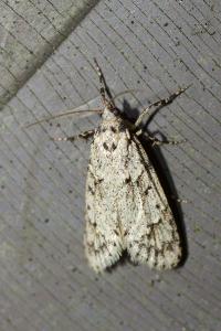 <i>Diurnea fagella</i>
