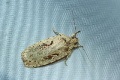 <i>Agonopterix ocellana</i>
