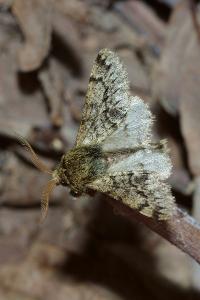 <i>Apocheima hispidaria</i>